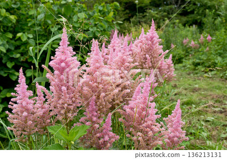 Astilbe blooming in the flowerbed 136213131