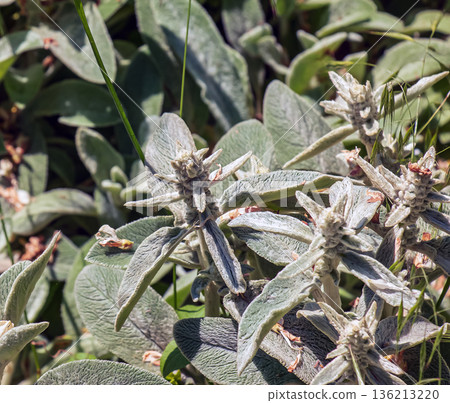 Lamb's ear or Stachys byzantina, or Silver Carpet. Evergreen carpeting perennial, the dense mat of grey-white, soft, woolly foliage with elliptic leaves Lamb's ear or Stachys byzantina, or Silver Carpet. Evergreen carpeting perennial, the dense mat of grey-white, soft, woolly foliage with elliptic leaves 136213220