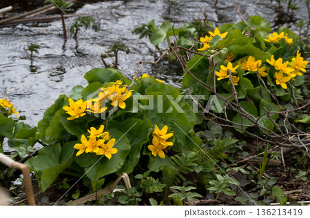 沼澤邊,沼澤花盛開。 沼澤邊,沼澤花盛開。 136213419