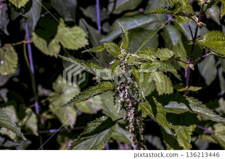 Close-up of nettle flowers and buds. Summer flowering of medicinal plants. A huge nettle bush. A collection of medicinal herbs. Close-up of nettle flowers and buds. Summer flowering of medicinal plants. A huge nettle bush. A collection of medicinal herbs. 136213446