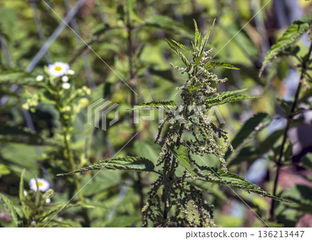 Close-up of nettle flowers and buds. Summer flowering of medicinal plants. Huge nettle bush. A collection of medicinal herbs. Close-up of nettle flowers and buds. Summer flowering of medicinal plants. Huge nettle bush. A collection of medicinal herbs. 136213447