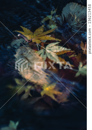 Autumn leaves swaying in the water 136213458
