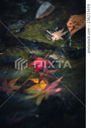 秋葉在水中搖曳 136213459