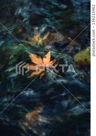 Autumn leaves swaying in the water 136213462