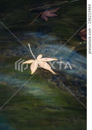 Autumn leaves swaying in the water Autumn leaves swaying in the water 136213464