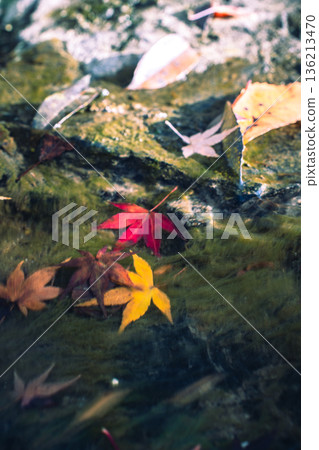 Autumn leaves swaying in the water Autumn leaves swaying in the water 136213470