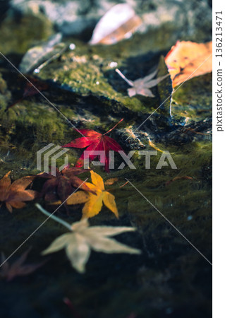 Autumn leaves swaying in the water Autumn leaves swaying in the water 136213471