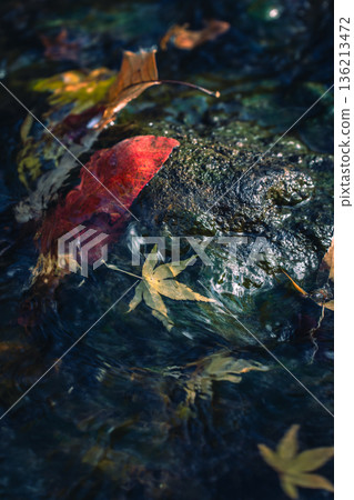 Autumn leaves swaying in the water Autumn leaves swaying in the water 136213472