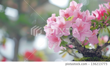 Pink Azalea Bonsai Tree in Blurred Background, Delicate Flowers and Lush Green Foliage. 136213773