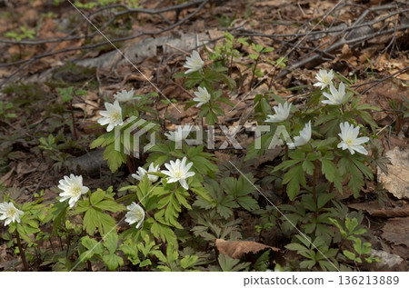 The arrival of spring, Anemone nigra The arrival of spring, Anemone nigra 136213889