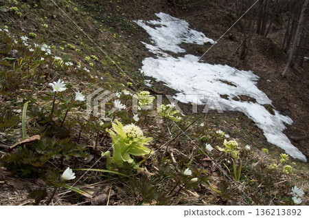 The arrival of spring with lingering snow, butterbur shoots and anemone 136213892