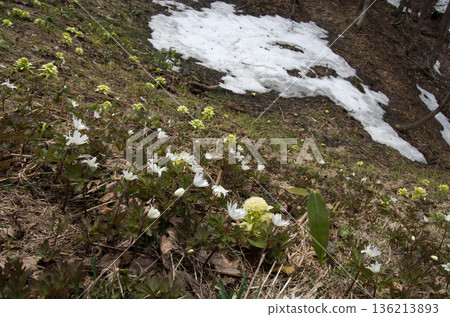 The arrival of spring with lingering snow, butterbur shoots and anemone 136213893