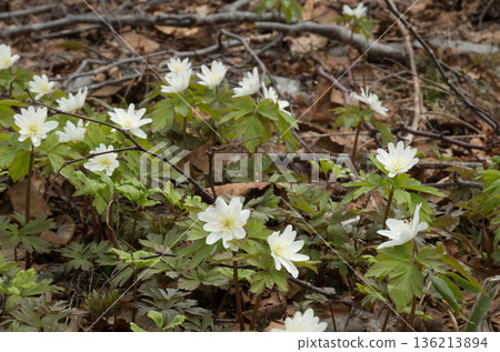 The arrival of spring, Anemone nigra 136213894