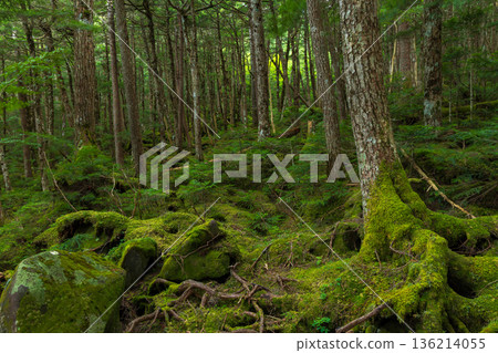 Beautiful Moss Forest in Sakuho Town, Nagano Prefecture, in summer Beautiful Moss Forest in Sakuho Town, Nagano Prefecture, in summer 136214055