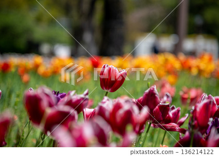 Yokohama Park Tulip Fields 4 Yokohama Park Tulip Fields 4 136214122