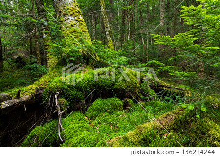 夏季長野縣佐久保町美麗的苔蘚森林 136214244