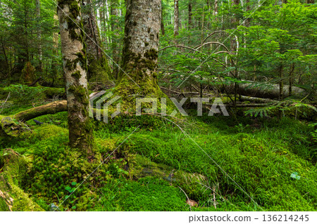 Beautiful Moss Forest in Sakuho Town, Nagano Prefecture, in summer 136214245
