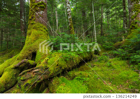 Beautiful Moss Forest in Sakuho Town, Nagano Prefecture, in summer 136214249