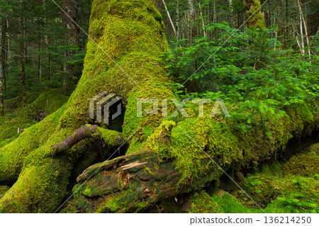 Beautiful Moss Forest in Sakuho Town, Nagano Prefecture, in summer Beautiful Moss Forest in Sakuho Town, Nagano Prefecture, in summer 136214250