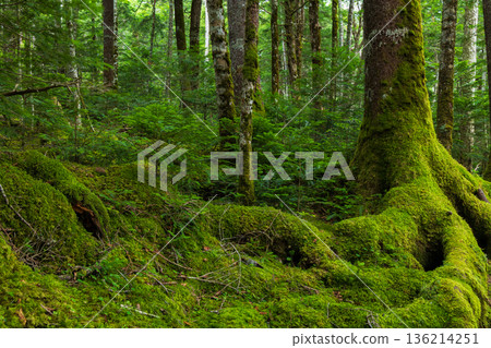 Beautiful Moss Forest in Sakuho Town, Nagano Prefecture, in summer 136214251