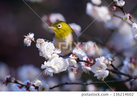 Meiro stuck in a plum tree Meiro stuck in a plum tree 136214602