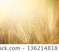 Golden wheat ears illuminated by warm sunlight in a summer field.  136214818