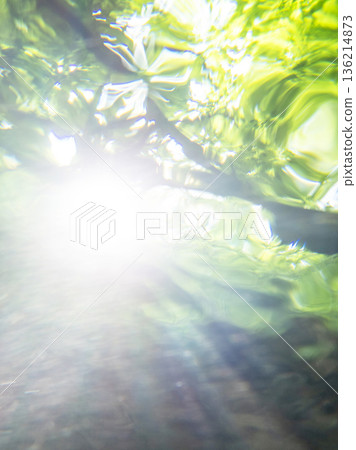 從水下看到的新綠、清澈的海水和環保影像（大山木澤溪流） 136214873