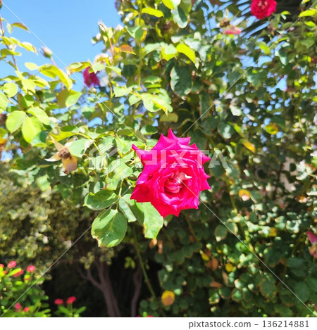 Vibrant red rose (Rosa spp.) is prominently displayed in the foreground, set against a background of lush green foliage Vibrant red rose (Rosa spp.) is prominently displayed in the foreground, set against a background of lush green foliage 136214881