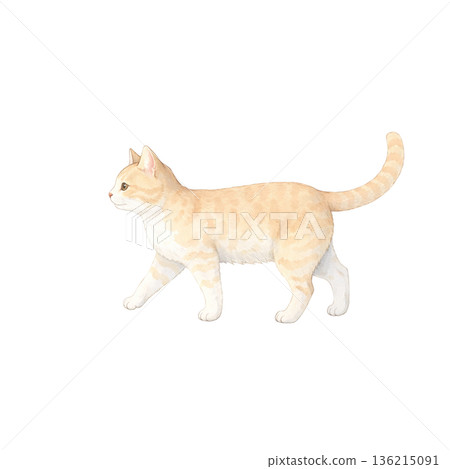Watercolor style walking brown tabby cat cute cat simple cutout illustration material 136215091