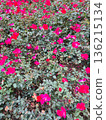 Blooming Pink Flowers in Park Bush 136215134