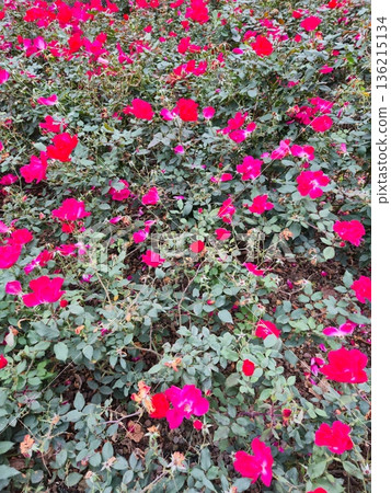 Blooming Pink Flowers in Park Bush Blooming Pink Flowers in Park Bush 136215134