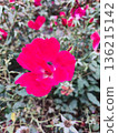 Bright Pink Flower Macro Detail 136215142