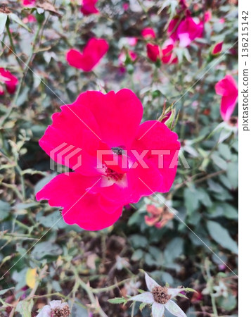 Bright Pink Flower Macro Detail Bright Pink Flower Macro Detail 136215142