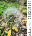 Closeup Dandelion Seed Head Macro 136215144