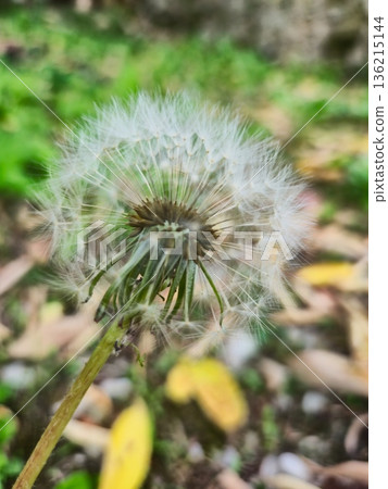 Closeup Dandelion Seed Head Macro Closeup Dandelion Seed Head Macro 136215144