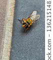 Friendly Hornet Macro on Pavement 136215148