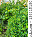 Green Orange Tree with Fruit in Garden 136215150