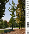 Park Bench with Tall Trees in Autumn 136215155