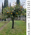 Lemon Tree in Green Grass Garden 136215163
