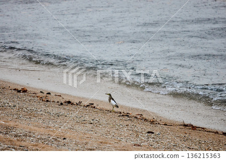 A wild bird hunts on a reef at low tide on the coast of Thailand in sunny weather, waves in the background A wild bird hunts on a reef at low tide on the coast of Thailand in sunny weather, waves in the background 136215363
