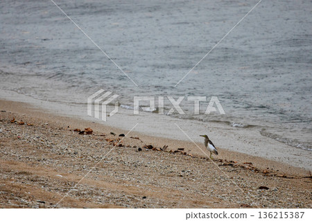 A wild bird hunts on a reef at low tide on the coast of Thailand in sunny weather, waves in the background A wild bird hunts on a reef at low tide on the coast of Thailand in sunny weather, waves in the background 136215387