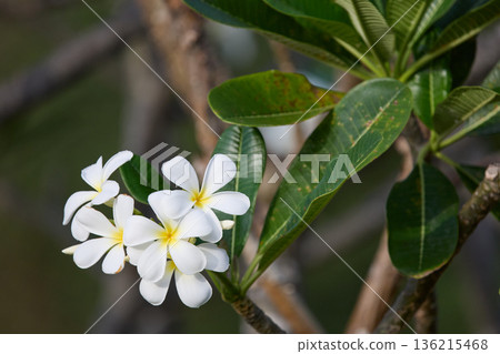 classic Asian white flower, Thailand classic Asian white flower, Thailand 136215468