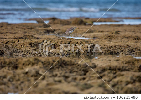 A wild bird hunts on a reef at low tide on the coast of Thailand in sunny weather, waves in the background A wild bird hunts on a reef at low tide on the coast of Thailand in sunny weather, waves in the background 136215480