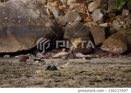 A wild bird hunts on a reef at low tide on the coast of Thailand in sunny weather, waves in the background 136215497