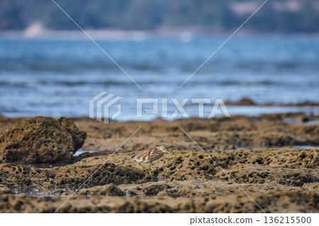 A wild bird hunts on a reef at low tide on the coast of Thailand in sunny weather, waves in the background A wild bird hunts on a reef at low tide on the coast of Thailand in sunny weather, waves in the background 136215500