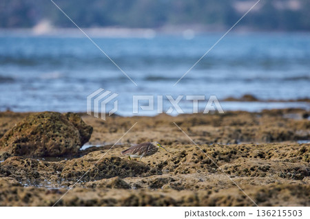 A wild bird hunts on a reef at low tide on the coast of Thailand in sunny weather, waves in the background A wild bird hunts on a reef at low tide on the coast of Thailand in sunny weather, waves in the background 136215503