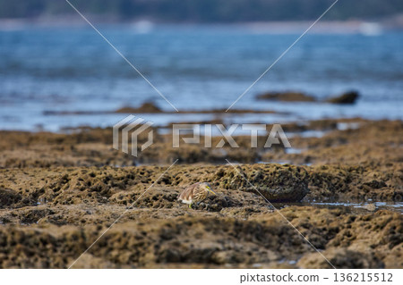 A wild bird hunts on a reef at low tide on the coast of Thailand in sunny weather, waves in the background A wild bird hunts on a reef at low tide on the coast of Thailand in sunny weather, waves in the background 136215512