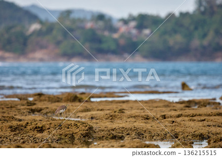 A wild bird hunts on a reef at low tide on the coast of Thailand in sunny weather, waves in the background A wild bird hunts on a reef at low tide on the coast of Thailand in sunny weather, waves in the background 136215515