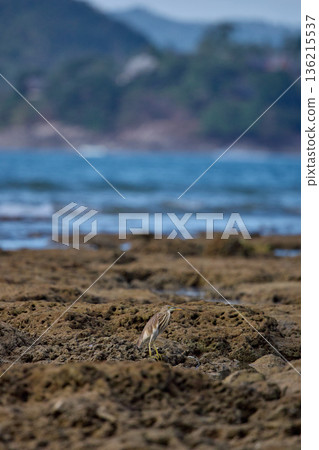 A wild bird hunts on a reef at low tide on the coast of Thailand in sunny weather, waves in the background A wild bird hunts on a reef at low tide on the coast of Thailand in sunny weather, waves in the background 136215537