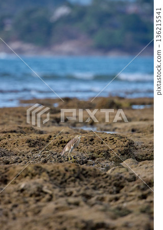 A wild bird hunts on a reef at low tide on the coast of Thailand in sunny weather, waves in the background A wild bird hunts on a reef at low tide on the coast of Thailand in sunny weather, waves in the background 136215541